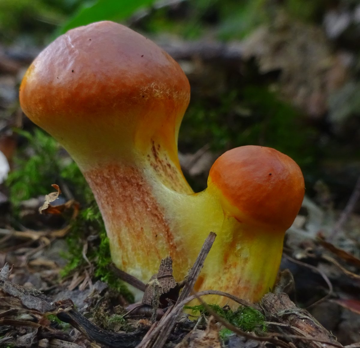 🍄