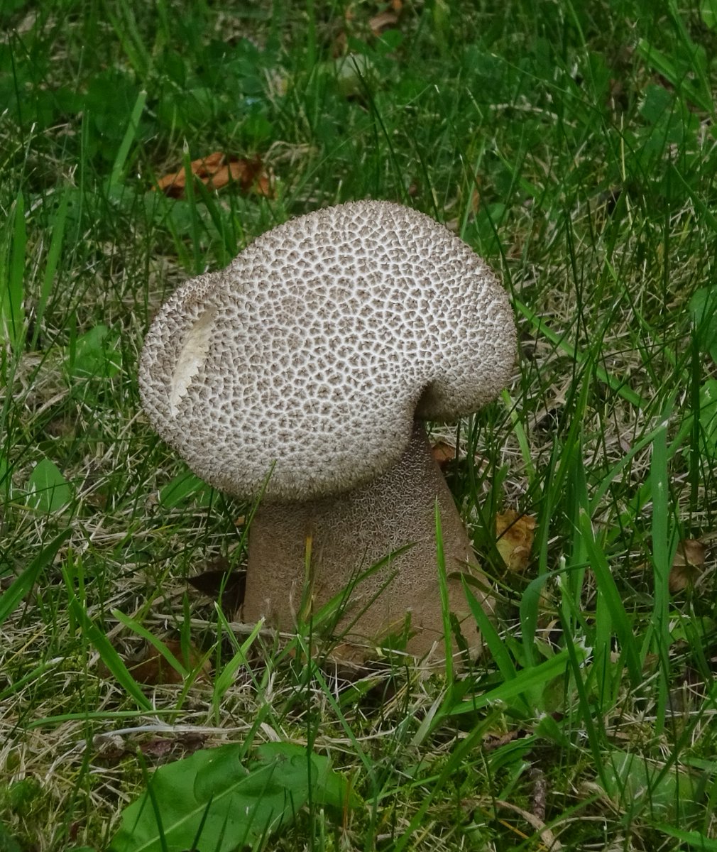 🍄