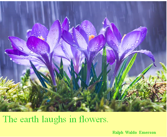 BromLibraries's tweet photo. Quote of the Day:
The earth laughs in flowers.
Ralph Waldo Emerson https://t.co/6lTBXtKD6P