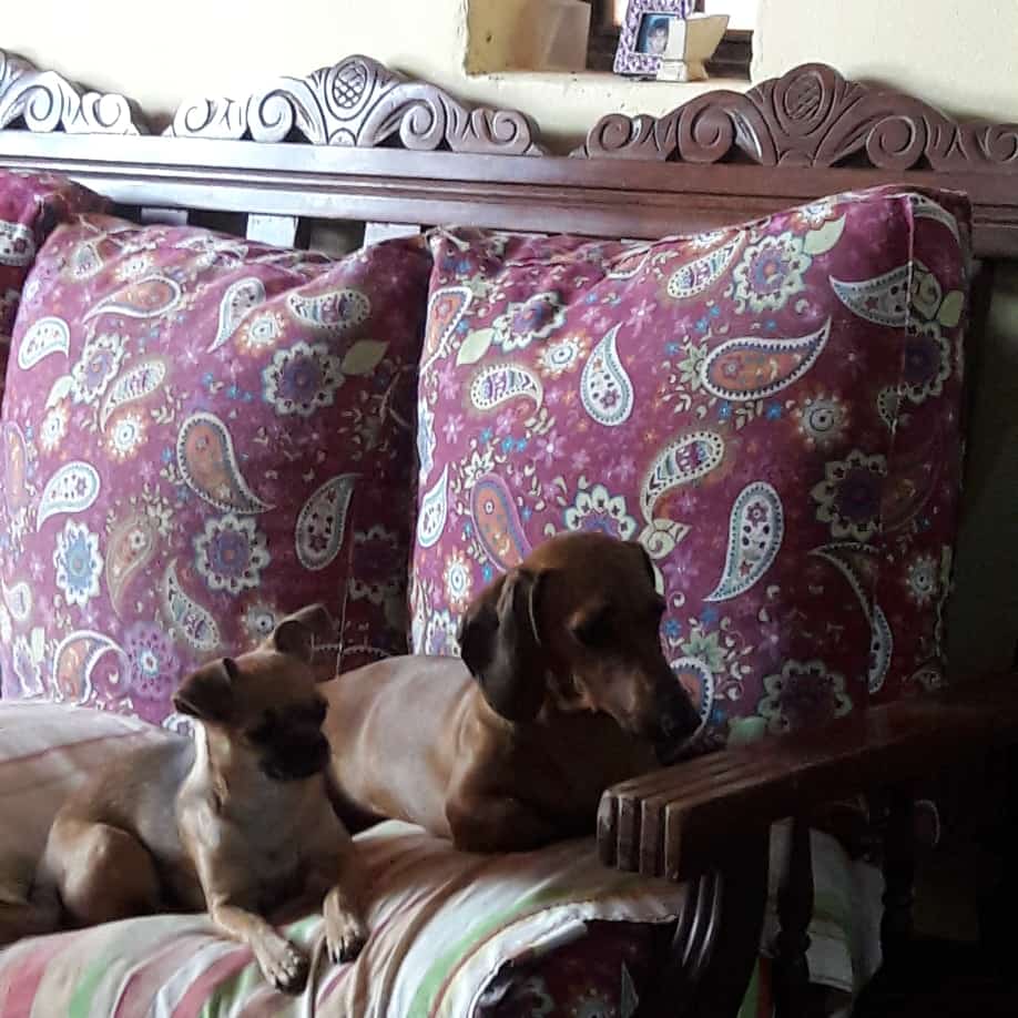 Feliz dia mascotas de la familia