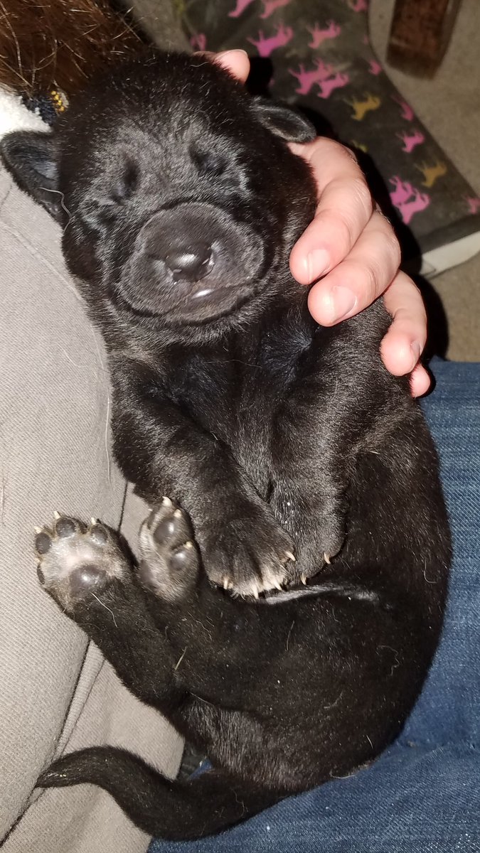 22ndElement's tweet photo. everyone meet Reed https://t.co/7AJwY9NiuI