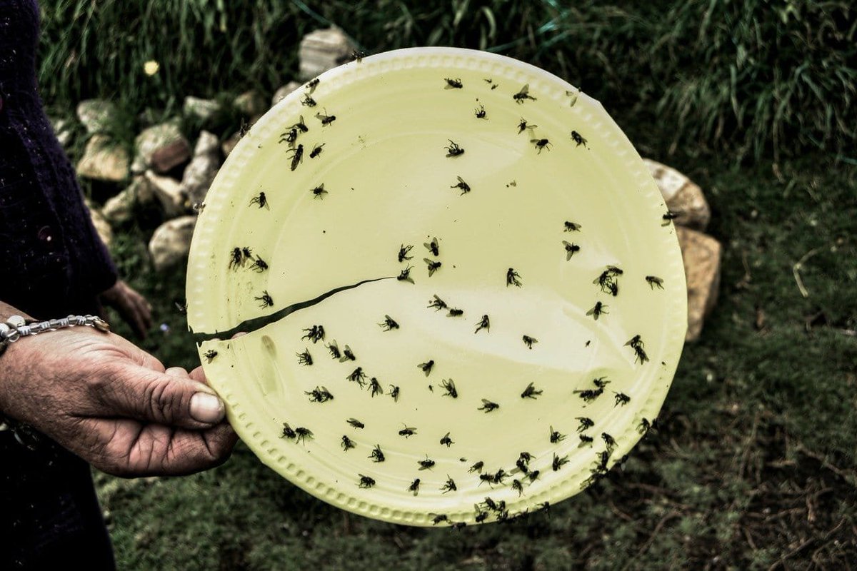 PsuUsme's tweet photo. #CierrenDoñaJuana 
Los habitantes de la localidad de Ciudad Bolívar y localidades vecinas como Usme, han tenido que lidiar con vectores como las moscas y ratas. https://t.co/1SctZYYLey