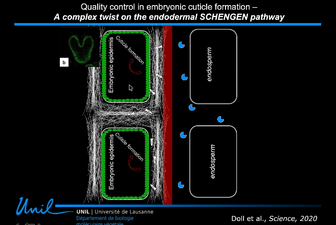 GohLab's tweet photo. An interesting @plantae_org talk on #SCHENGEN pathway in the regulation of #Casparian strip formation related to #ROS production in the #endodermis with a twist on #embryo #cuticle formation by @NikoGeldner @ASPB https://t.co/LF0zRvWvXz