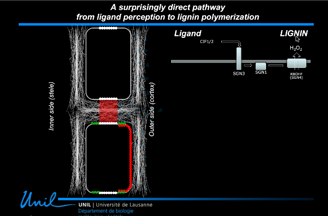 GohLab's tweet photo. An interesting @plantae_org talk on #SCHENGEN pathway in the regulation of #Casparian strip formation related to #ROS production in the #endodermis with a twist on #embryo #cuticle formation by @NikoGeldner @ASPB https://t.co/LF0zRvWvXz