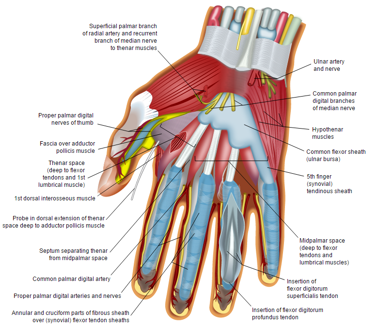 weird_sci's tweet photo. There are no muscles in your fingers, only tendons. All the muscles that control your fingers are in your hand. https://t.co/0lxPJKL2GO