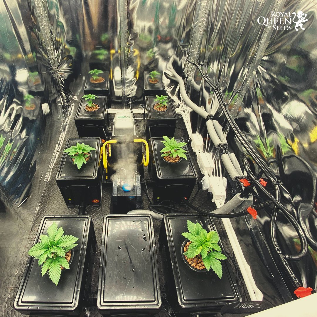 royalqueenseeds's tweet photo. Cannabis growers have been using different hydroponic methods for many years as a way to maximize yields and speed up growth. 

Once you start growing #hydorponics, you will find your buds are bigger, healthier and more potent.

https://t.co/SyW17b24UE

📸NuggetPawn https://t.co/55TRGoaDqQ