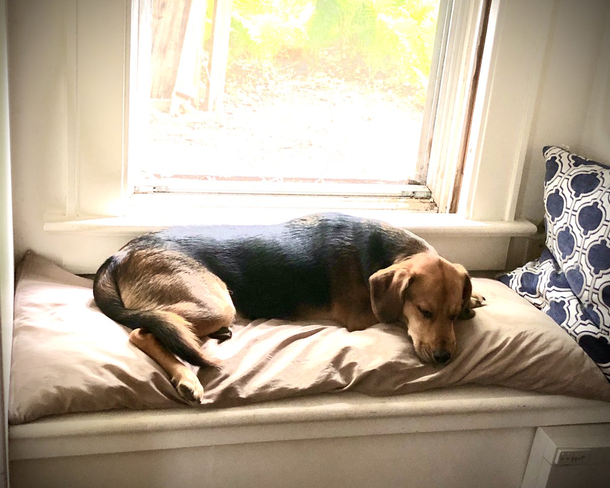 TaylorJDancer's tweet photo. I'm so thankful for my emotional support animal today! Capstone final presentations today, cross your fingers! #graduation #2020grad #capstone #marketing #integratedadvertising https://t.co/UKWbBv4HnN