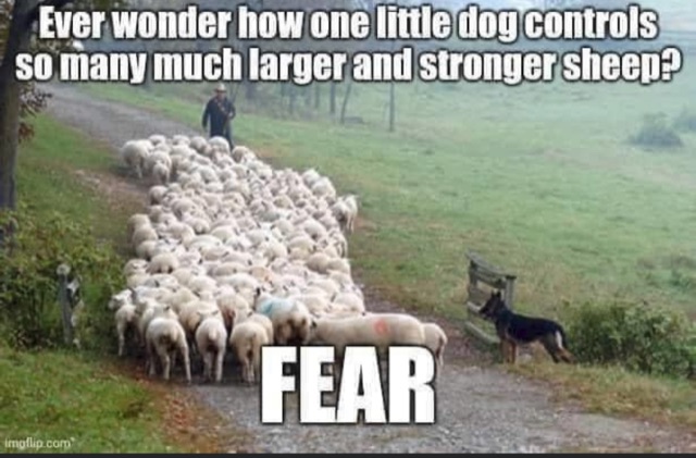 libertytarian's tweet image. At this moment, is #ConstitutionDistancing &amp;amp; fear
being used to drive you
to #HerdImmunity &amp;amp; #Masks4All?

#InformedConsent