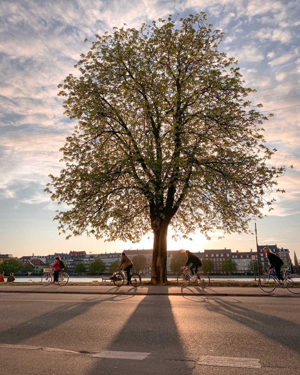 Some things never change, and these days’ blooming trees is a much-welcomed reminder of brighter days ahead. Just like every spring, they’re the perfect backdrop to the two-wheeling Copenhageners. 🌸 🌱