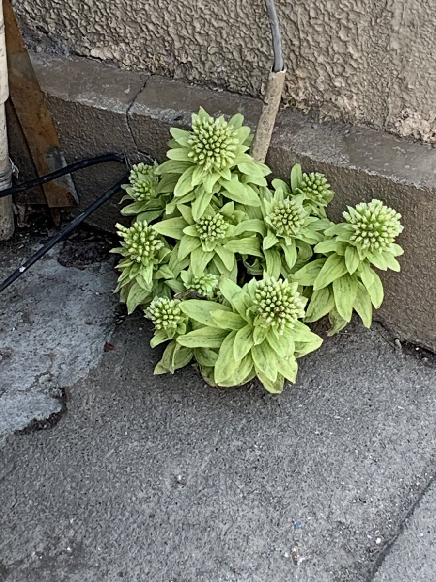 quzillayama's tweet image. 花銀にはふきのとうが生えている！
#小樽よいとこ　#小樽酔いとこ