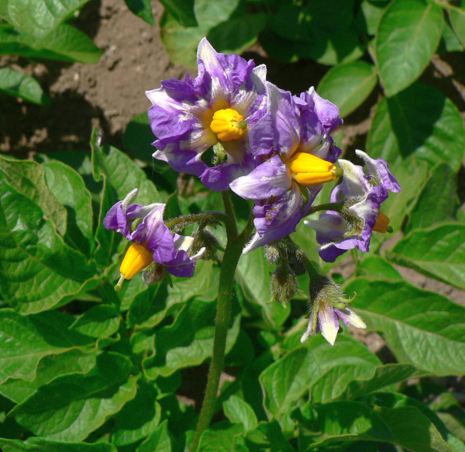 تويتر こころんグリーン على تويتر 近所の家庭菜園に ジャガイモの花が咲いています 黄色とブルーの色が鮮やかです 初めて見ました 明るく綺麗な花です ジャガイモ 花 黄色 ブルー 家庭菜園 春 春の花 園芸 ガーデニング 熊本市南区 熊本