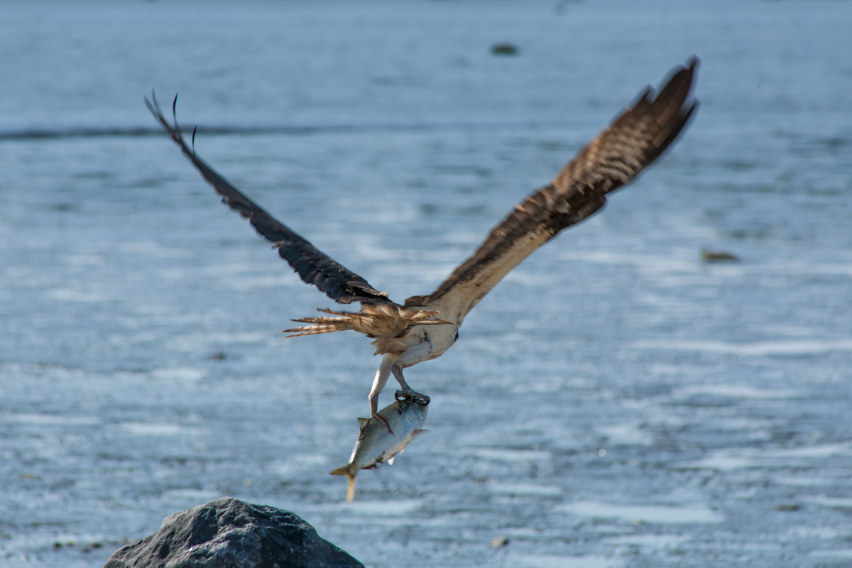 Did you know that ospreys have a special way of carrying large fish? The raptors' reversible outer toes and padded talons let them hold their heavy catches parallel to their bodies, improving the aerodynamics of their slippery, awkward prey.
📸 by Paul VanDerWerf