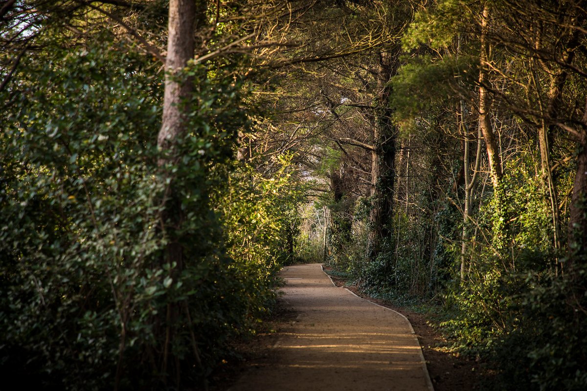 THREAD/ Are you missing  #UCD's woodland walks and cherry blossoms? Join us for a  #VirtualWalk as we explore the trees of Belfield and beyond in the last in our current  #UCDEarthWalks series, following brilliant walks from  @Elsorowley  @_Rosemount &  @EArchaeol over the past week