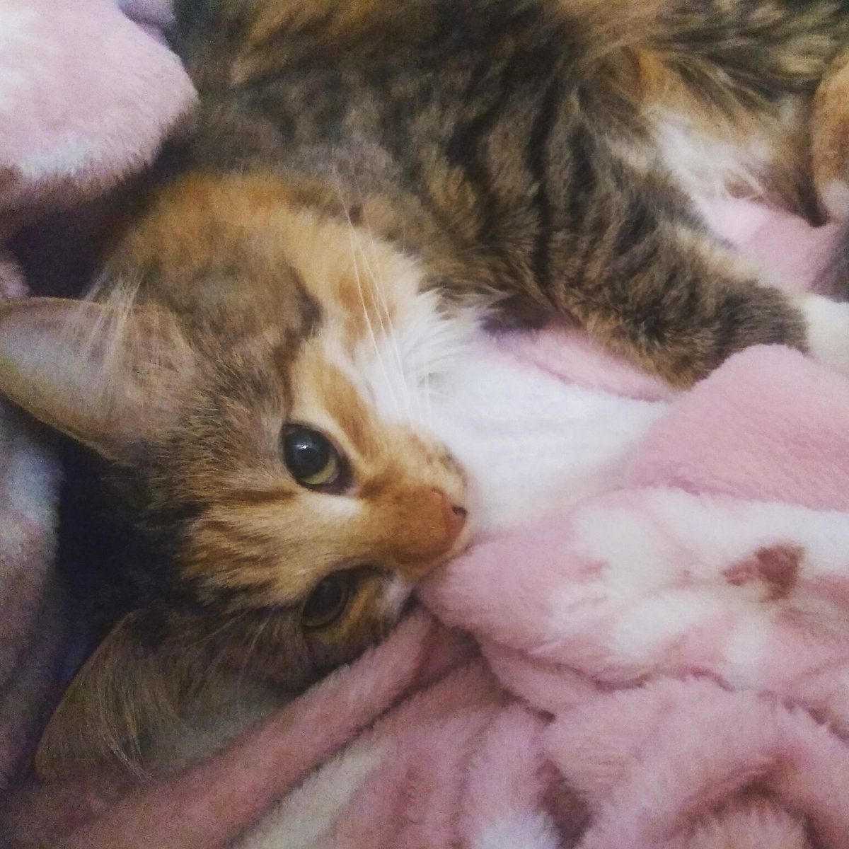 SiadaCSGO's tweet photo. I`d like to chill every time I want just like her.

#cats #sleeping https://t.co/ozMxVb3meq