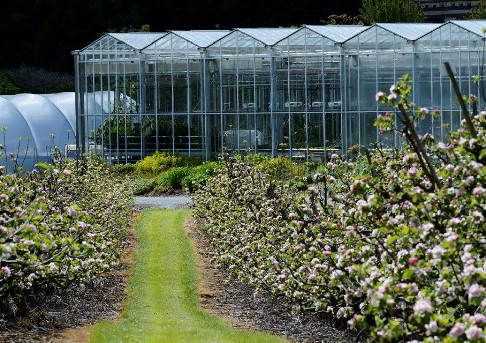 6/ Situated within the former estate of  @_Rosemount is the Lamb-Clarke Irish Historical Apple collection, named after its collectors. An orchard comprising 70 Irish cultivar apples, it’s an important genetic and cultural resource and is also utilised for undergraduate teaching