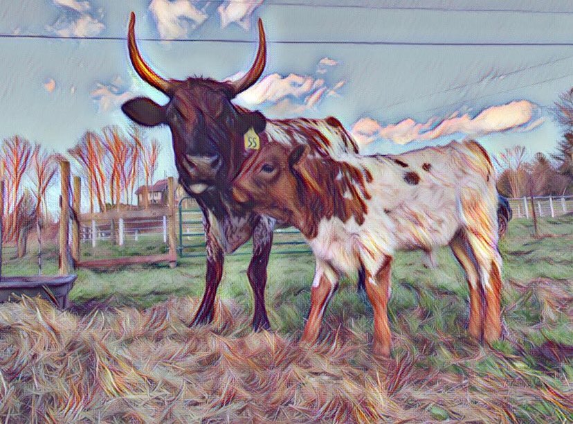 You can help us spread the word about this endangered breed by sharing our posts

Pineywoods Cattle are one of 21 cattle breeds identified as an endangered by @LConservancy 

#conservation #ItsAllAboutTheBreed #pineywoodscattle #farming