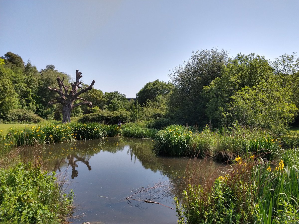 14/ The woodlands are a popular amenity for staff and students in  #UCD as well as our local community, including spots like the 'secret' lake (image:  @alexrussell290). A series of Woodland Walks have been laid out in the UCD Woodlands Walk Map & Guide  https://www.ucd.ie/t4cms/UCD%20Woodland%20Walk%20Map%20and%20Guide.pdf