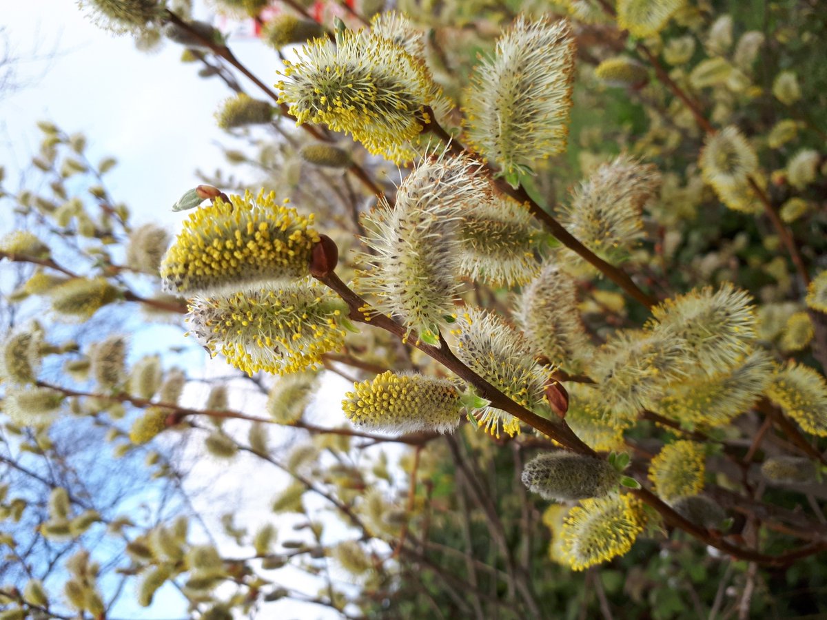 10/  #UCD's woodlands are managed by  @UCDEstates in a variety of ways, with intervention in many areas now minimised, enhancing insect, bird and mammal habitats. Large parts of the boundary woodland have been augmented with native trees such as birch, alder, pine, oak and willow.