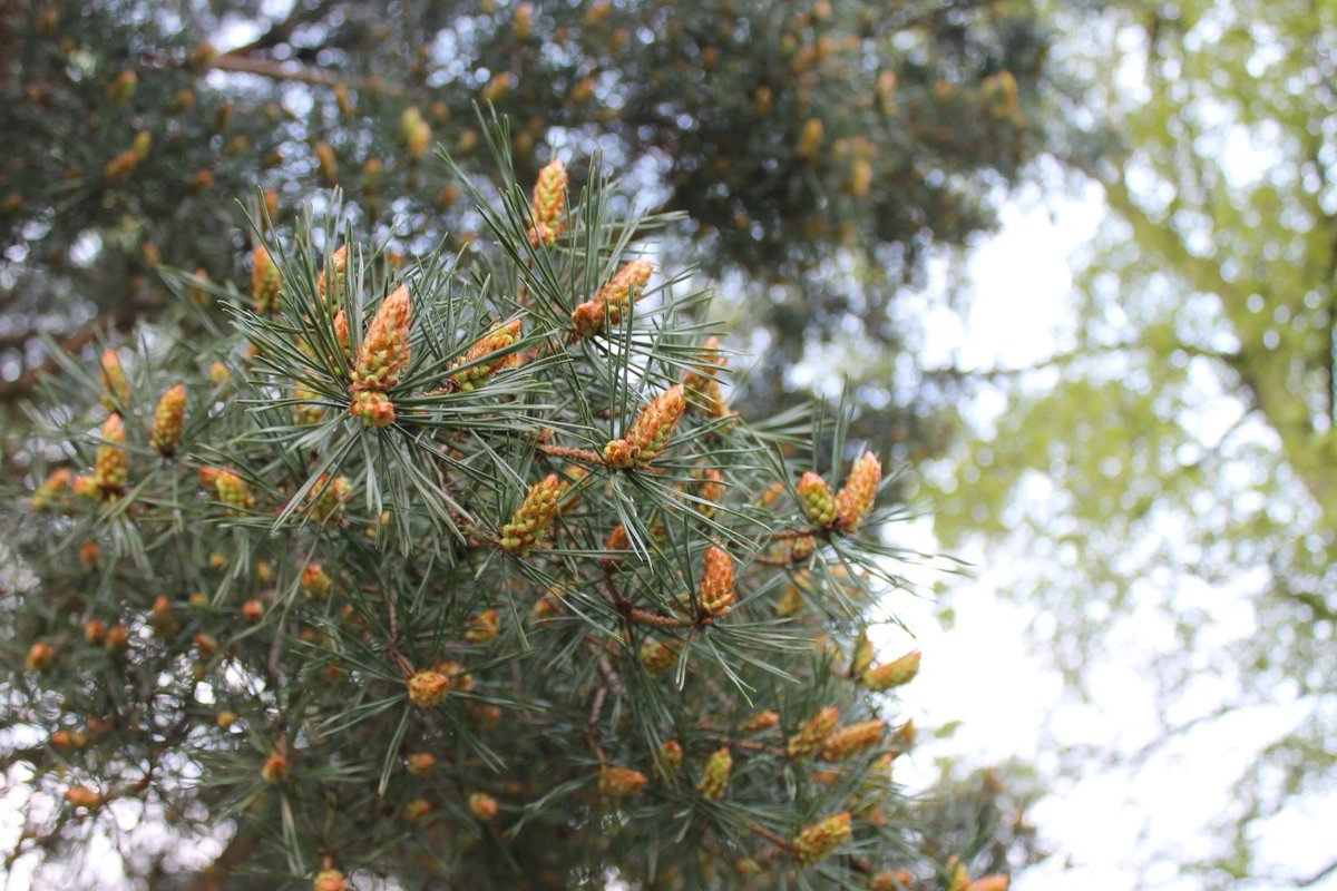 12/ Did you know that Scots pine is the new native on the block? Its native status had been disputed, but recent research on the Irish Rockforest pine in Co Clare has shown a history to AD350.  @ucdagfood has planted a Rockforest pine grove at  @ucdlyonsfarm https://journal.societyofirishforesters.ie/index.php/forestry/article/view/10950