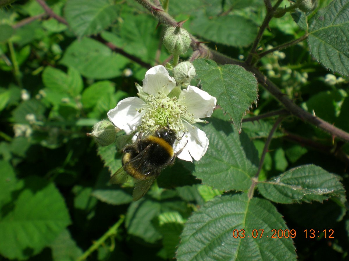 13/ Trees are an important source of forage for bees and other pollinators, they can contain thousands of flowers & lots of food in one place. Pollinator research in  #UCD is led by  @DaraStanley &  #UCD is a partner on the All-Ireland Pollinator Plan https://pollinators.ie/ 