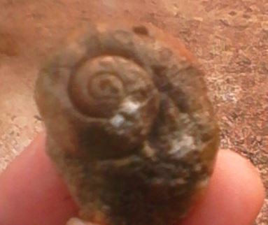 JasonForsythe5's tweet photo. Hey @francoisonfame @Paulaanneja As a resident of Manchester #limestonecountry I definitively knew the answer was sedimentary rock. I found these #fossils for months and never knew the moment would come when I would have to pull on them. #geology #paleontology #BYPchallenge https://t.co/l5c5KOGMOw
