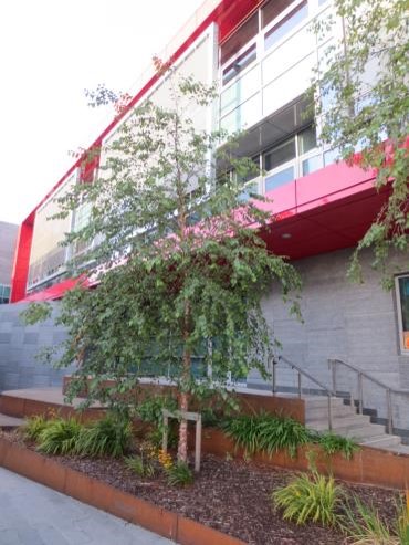 18/ Narrow spaces between buildings can be inhospitable for trees. Not so with the fast-growing River Birch, Betula nigra, pictured here between the  @UCDClubhouseBar and  #UCD Student Centre. Attractive through the year, the peeling bark is particularly striking in winter