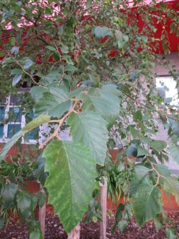 18/ Narrow spaces between buildings can be inhospitable for trees. Not so with the fast-growing River Birch, Betula nigra, pictured here between the  @UCDClubhouseBar and  #UCD Student Centre. Attractive through the year, the peeling bark is particularly striking in winter