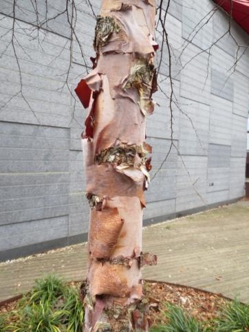 18/ Narrow spaces between buildings can be inhospitable for trees. Not so with the fast-growing River Birch, Betula nigra, pictured here between the  @UCDClubhouseBar and  #UCD Student Centre. Attractive through the year, the peeling bark is particularly striking in winter