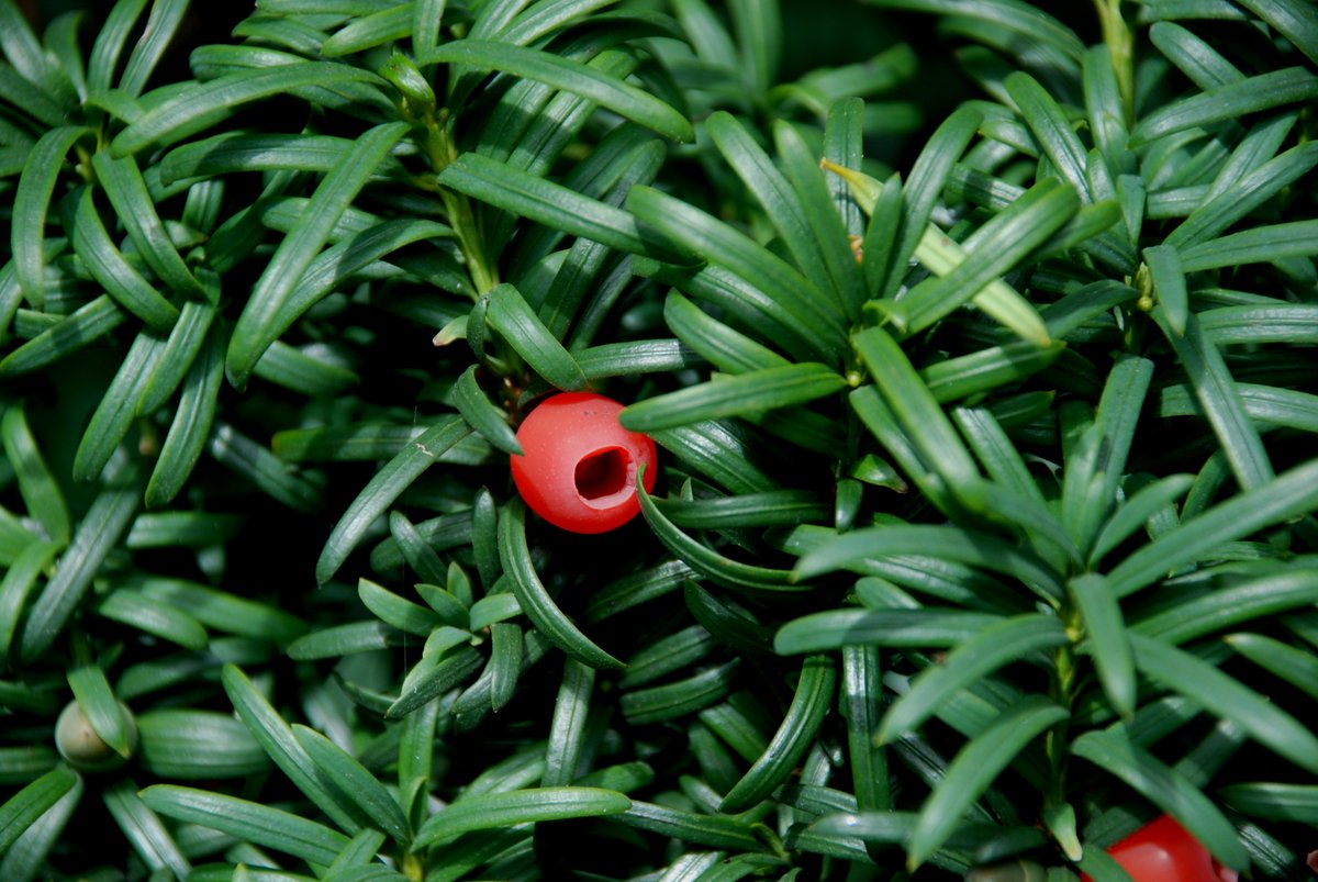 19/ Rob Sands  @ucdarchaeology works on the archaeology of wood and woodcraft, including yew. Aesthetically and symbolically prized, its age, evergreen foliage, bright red arils, and poisonous associations link it to cycles of life & death in many societies https://doi.org/10.1111/ojoa.12106