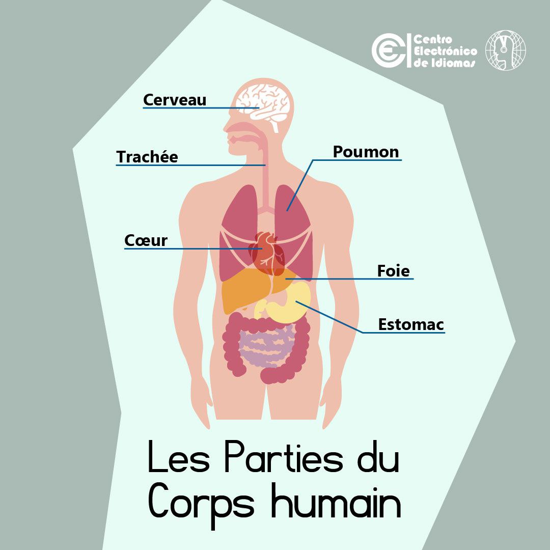Centro Electrónico on X: Identifier les organes du corps humain et  connaître leurs noms en français #CEI #francés #langue #parties   / X