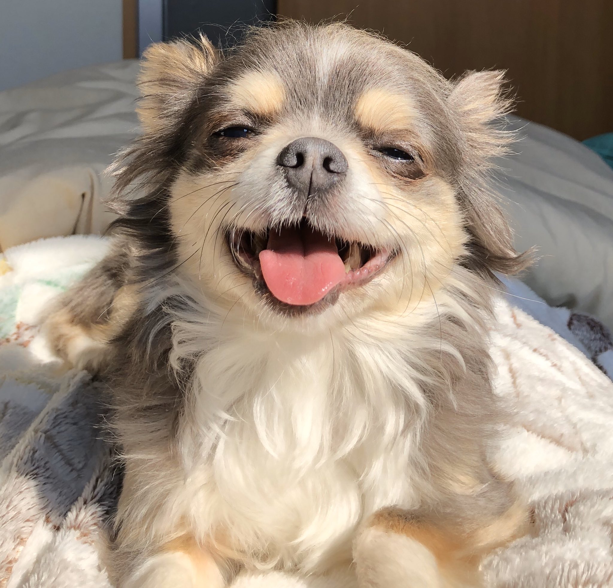 ライダーカフェkitchen Hoshinowa えりこママ 11 27キブナドンin宇都宮パセオ なにその顔 可愛すぎるんだけど チワワ ブルータンチワワ チワワ好きと繋がりたい T Co Sxpiuuqhvc Twitter