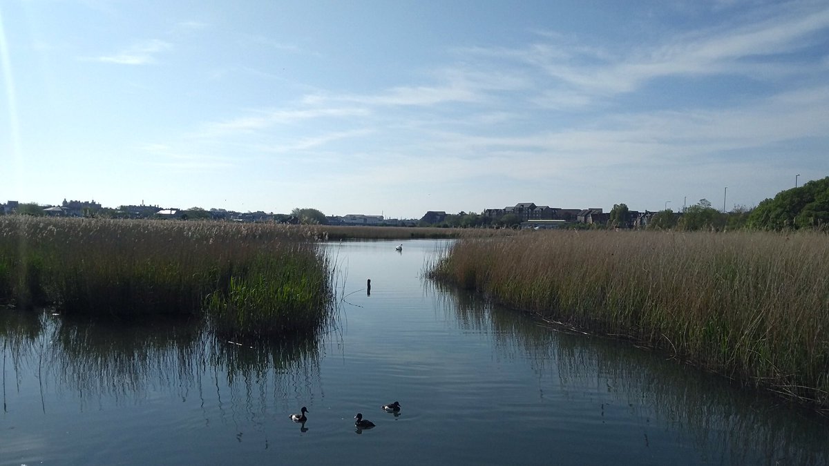 ForchieFranklin's tweet image. Took this on one of our walks. I am enjoying the time I get to reflect, with her by my side.