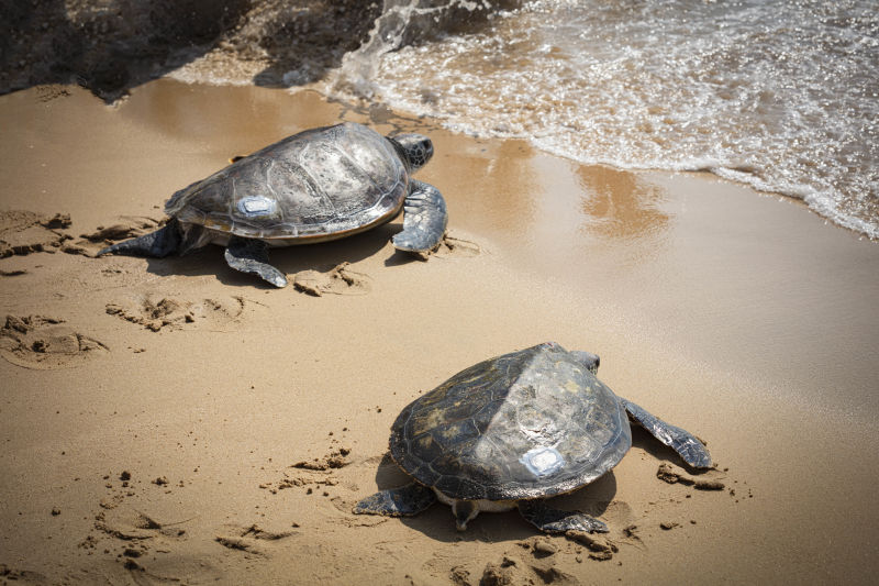 In celebration of Atlantis Sanya's 2nd Anniversary and to showcase the efforts of our Sea Turtle Rescue and Rehabilitation Centre, our expert team released two  sea turtles back to their ocean home. We will continue our efforts to preserve the natural world we call home.