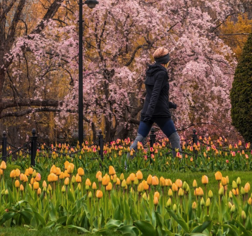 FOPG's tweet photo. #Spring in the #PublicGarden means tulips! Every fall, @BostonParksDept plants around 35,000 tulip bulbs that make the gorgeous display we love so much each spring. ❤️ to @JadedGardner and the crew for the 🌷  @jackdaryl for the 📸 @JoshAl1256  💚 #Iconic #Boston #SharingSpring https://t.co/RVpQ1Wq4OW