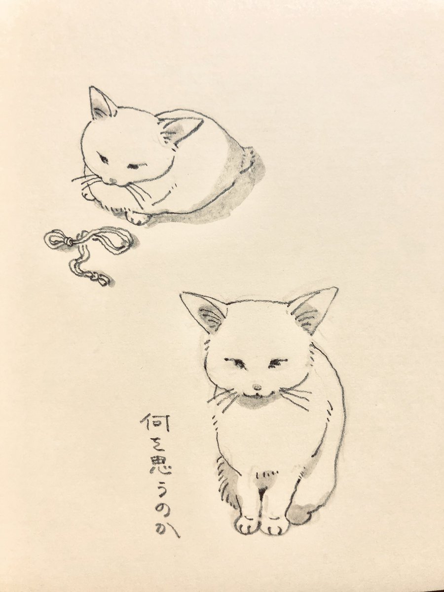 2020.4.29のねこ 