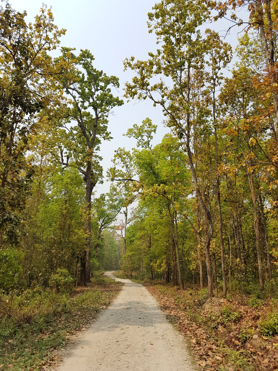 nepsight's tweet photo. Humans are locked inside their homes & the plants are celebrating their new birth.
Interesting and brighter side is, it seems, their happiness is doubled beyond of #human presence!
#Clean_Earth #Safe_Environment #Save_Earth #Save_nature
#freshair #COVID19 #trekking #nepsight https://t.co/kQ8NlZlY98