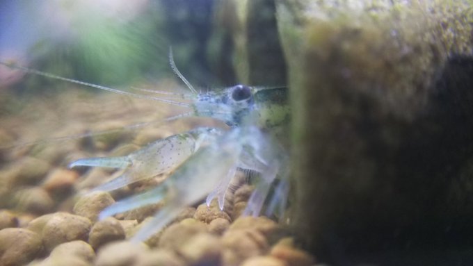 ドワーフザリガニを飼育してみよう Wicture ウィクチャ