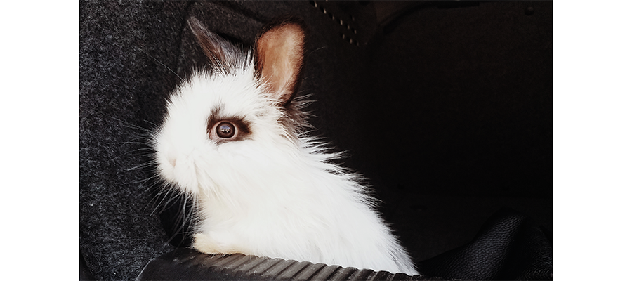 FriendsArthur's tweet photo. Last year at the end of the summer Panda had a ride both in the car and in our arms.  #angorabunny #angorarabbit #bunny #bunnygirl #bunnylife #bunnyoftheday #joyride #littlerabbit #rabbit #rabbitgirl #rabbitlife #rabbitoftheday https://t.co/iGbw2wuUbS https://t.co/4tehD3lnPB