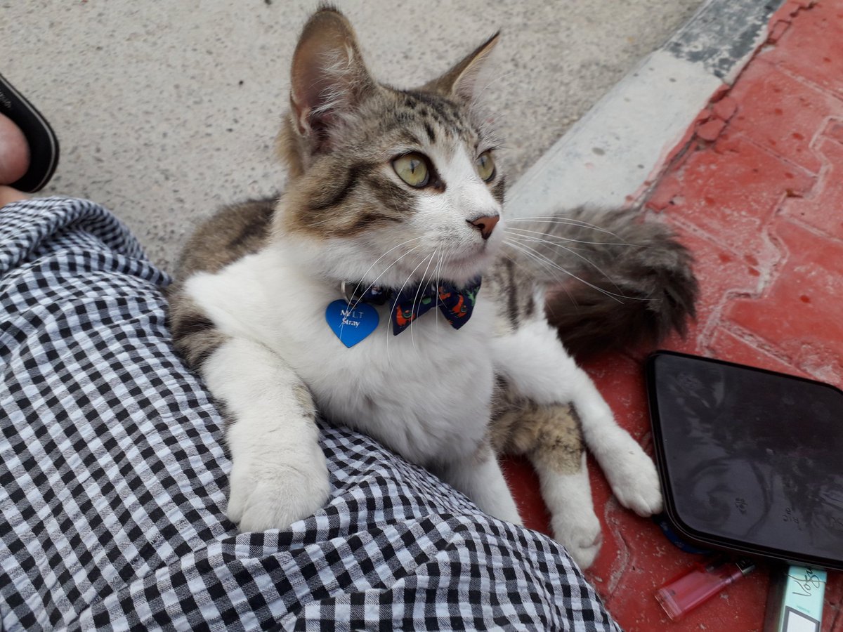 Humanity_Lane's tweet photo. @RespectYourself Hi Aimee
Meet #MrLT- he's a stray male kitty in the bowtie looking for a furever home
#LittleMissTutTut- Shes a stray little kitten also living on the compound & such fun and last but not least my adopted cat #TilleyTuxie 💕🌈 https://t.co/N5bZYMQf3j