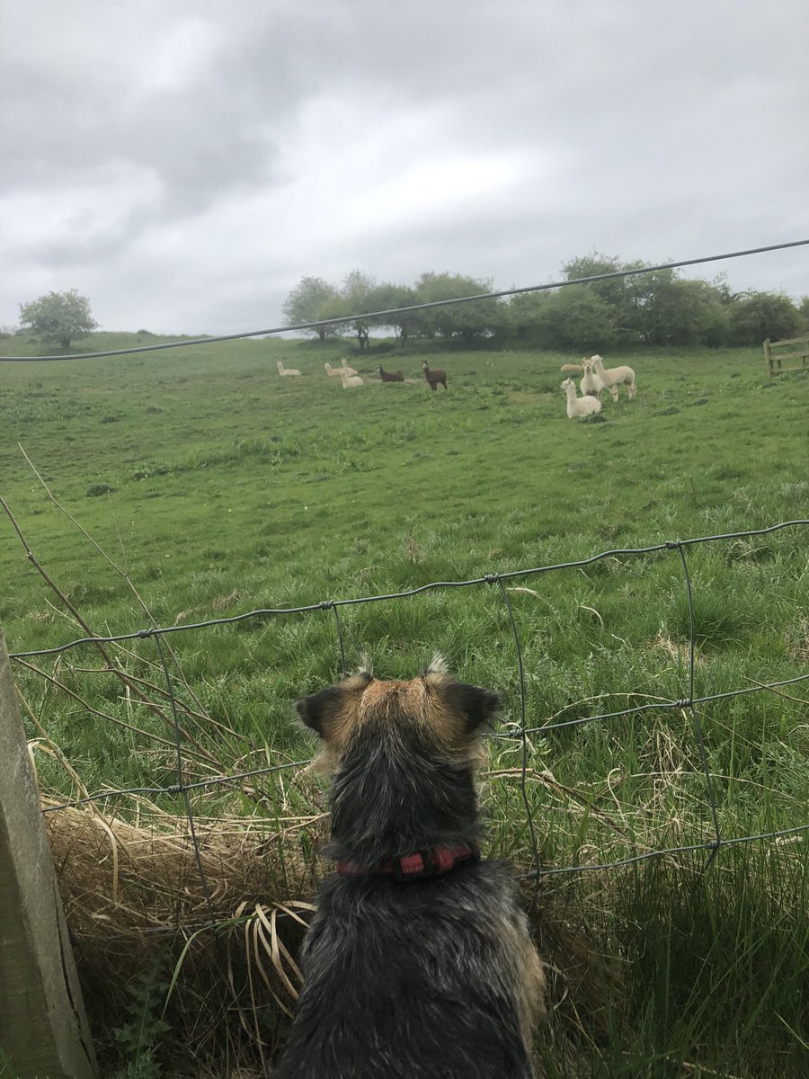 JbmJanet's tweet photo. Today we were back by the River Levan most of the animal’s enjoying the cooler day. One photo has ducklings 🐥 another has the River turning yellow with catkins being washed down. #StayHomeSaveLives  #MentalhealthduringCovid19 #TomorrowWillBeAGoodDay https://t.co/IcaFbgBvB2