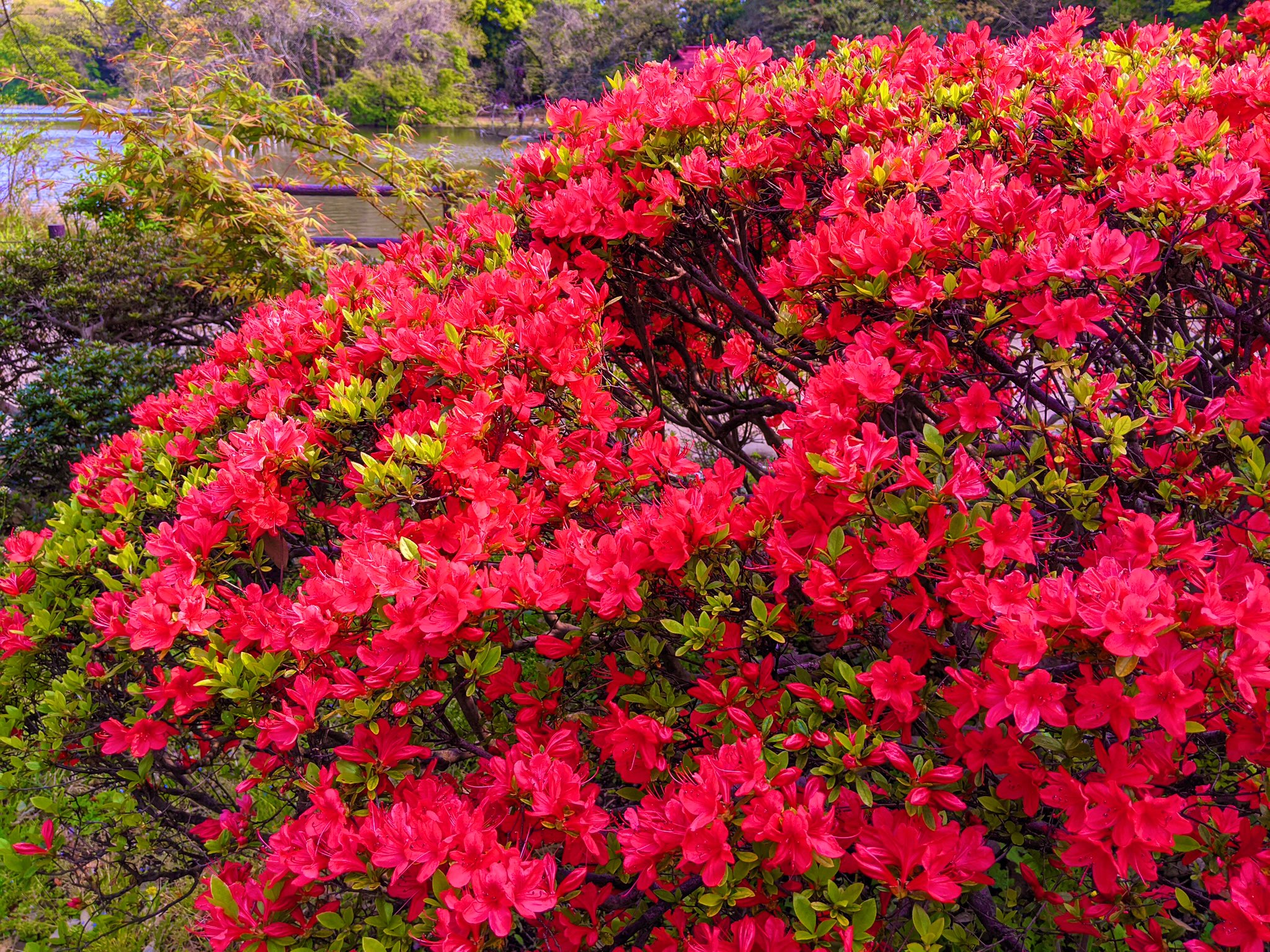 Mie 独りの強い願いが奇跡を起こすこともある その願いが何千人 何億人もの願いになったら 地球を覆うピュシス 意識体 とでも呼ぼうかな の 奥深くに届くだろう 何億もの願い きっと叶う T Co 1w6ngho4qm Twitter