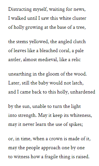 Today's poem is 'Ilex' by @seanehewitt 

'Ilex' won the 2017 Resurgence Poetry Prize. The title is the scientific name for holly; ilex is the only living genus within the Aquifoliaceae family.