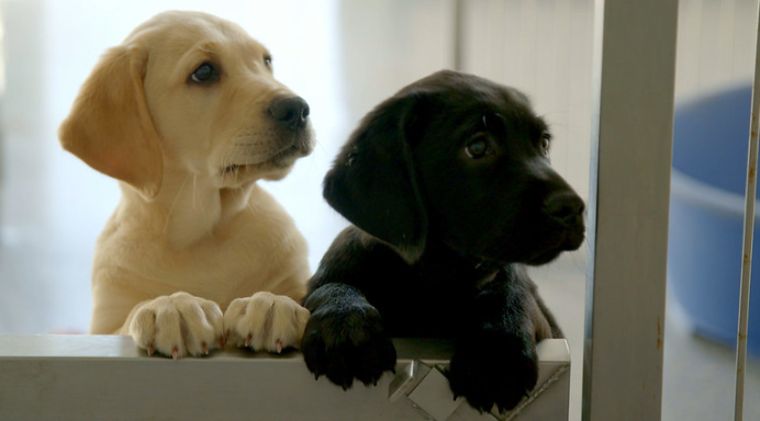 TG4TV's tweet image. Inniu #GuideDogDay agus má chaill sibh 'Saol an Mhadra Bháin' tá sé le feiceáil anseo. 🐕🐶🦮🐩🐕‍🦺 An paws-ativiy atá uainn ar fad. 
nasc.tg4.tv/Saol-an-Mhadra…