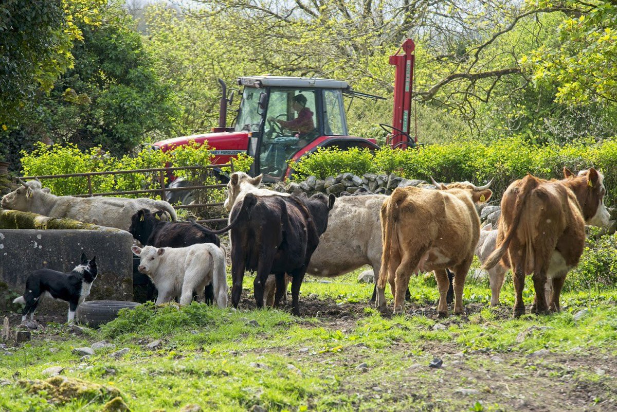 David Ruffles tweet media