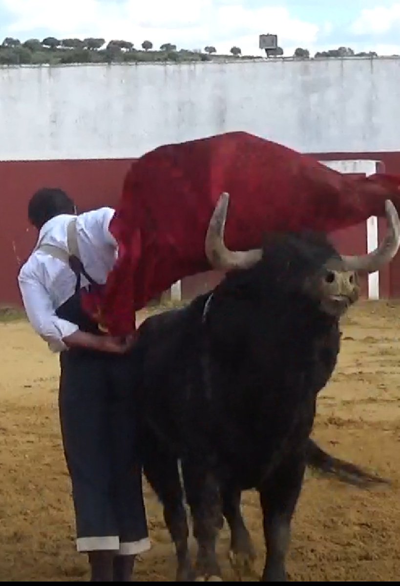 Encontrando el sentido de los "porques" y los "comos".

Ayer un novillo y un toro me fueron guiando en mi convicción.

 <a href="/lamouliechrist/">christian3140 CHRISTIAN LAMOULIE</a> <a href="/diegoramostoreo/">Diego Ramos</a> <a href="/clubtaurino/">Club Taurino Arnedo</a> <a href="/Villasecatoros/">Villaseca dela Sagra</a> <a href="/LasVentas/">Plaza de Las Ventas</a> <a href="/TOROSVALENCIA/">Circuito Valenciano de Novilladas</a> <a href="/tauroemocion/">Tauroemoción</a> <a href="/Aibabur/">Alfonso Ibarra</a> <a href="/toros/">Toros</a> <a href="/torosSCP/">Simón Casas Production</a> @maestranzapages <a href="/TorosdeLidia/">Toros de Lidia</a>