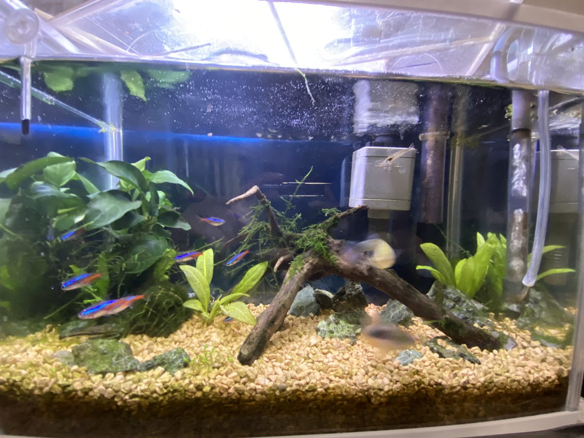 Mitsuki Aquarium 熱帯魚 アクアリウム グッピー アクアリウム初心者 ２つの水槽です ネオンテトラのいる方が4か月ちょっと グッピーの多い方が1か月ちょっとです 初心者なのでアドバイスや意見お願いします