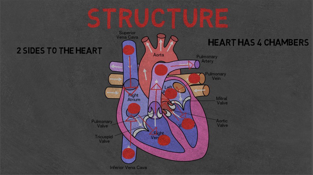 viral_ed's tweet photo. Structure of the heart! Where does the blood go before the muscles and your vital organs? #science #fyp #helpful #tutor #education #teachersresource #share 
Visit: https://t.co/GcLATvDyiY https://t.co/jd1X9nHfk1