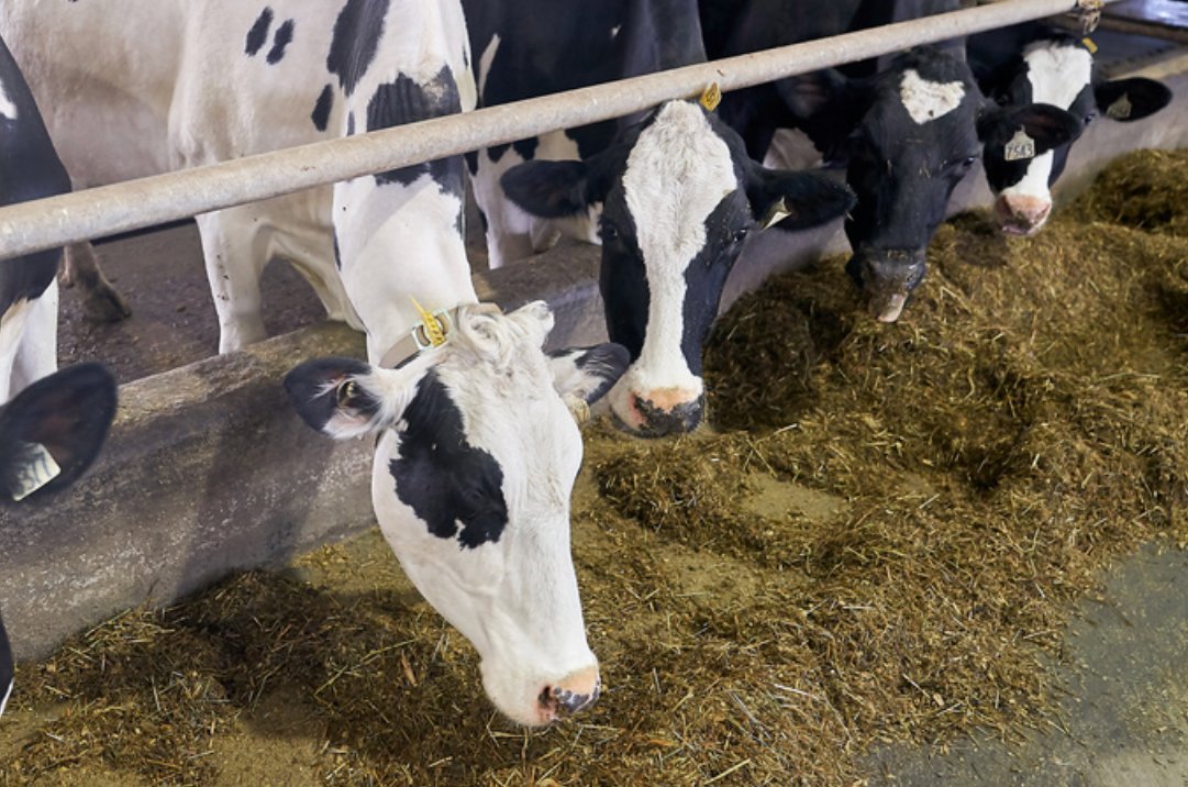 À lire 👉🏼 bit.ly/2yRwMOX
Le fait de devancer la ratification de l'#ACEUM coûtera au moins 100 M$ de plus au secteur laitier.