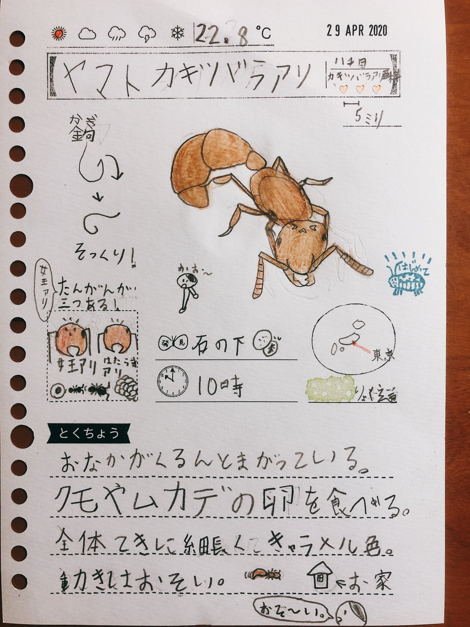 あるる工作会社 娘の昆虫観察日記 今日は初めて見る虫を見れて大喜びだった娘 明日は私は出勤 パパ仕事 昆虫観察できないかもしれないから と2枚書いていた T Co Swkb7mfvmf Twitter