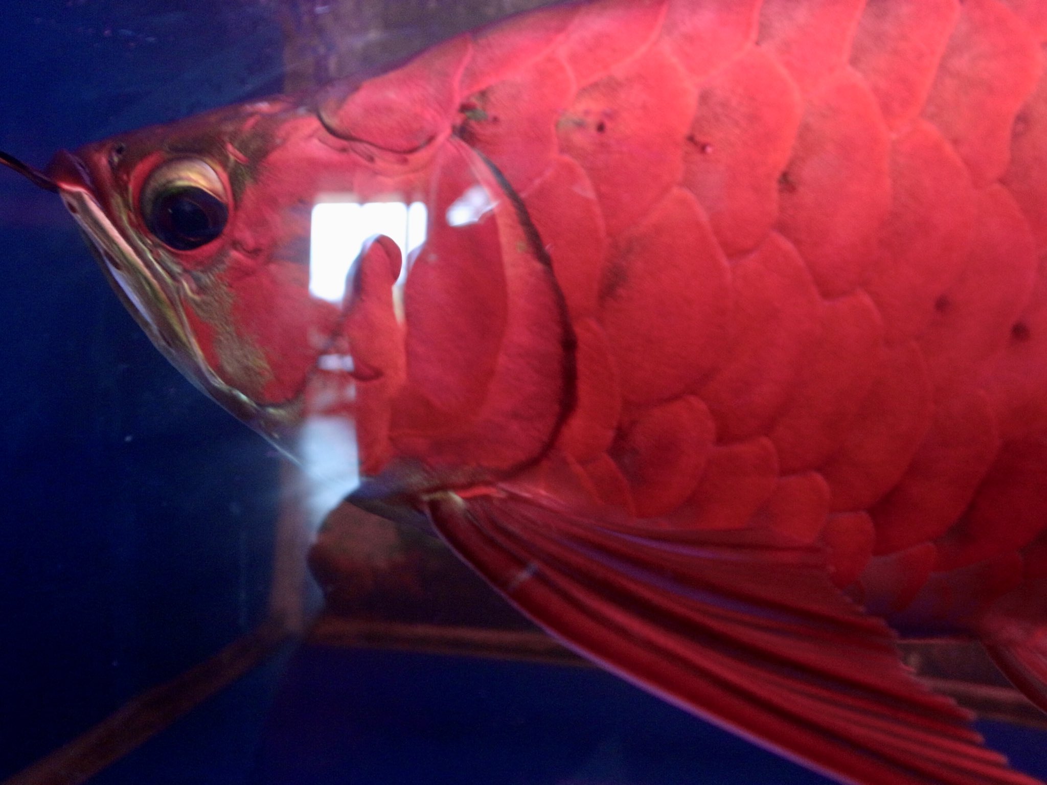Bombadateru プトゥシバウ現地ファームのレッドアロワナ看板魚の発色 販売の立場でかなりの数の紅龍を見てきた かなり赤いのも個人的に飼育していた しかしレベルが違う 感動で寒気がする程だった しかも この旅で絶滅寸前ワイルドの血紅龍をバラ